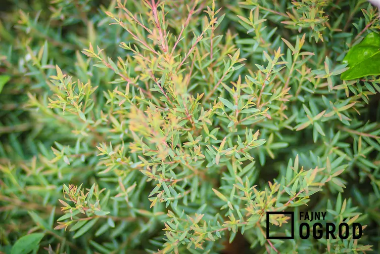 Jałowiec pospolity 'Green Carpet'