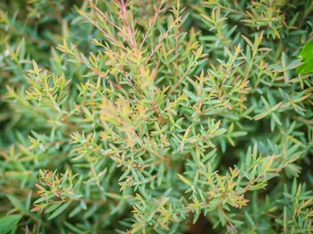 Jałowiec pospolity 'Green Carpet' - zdjęcie 3