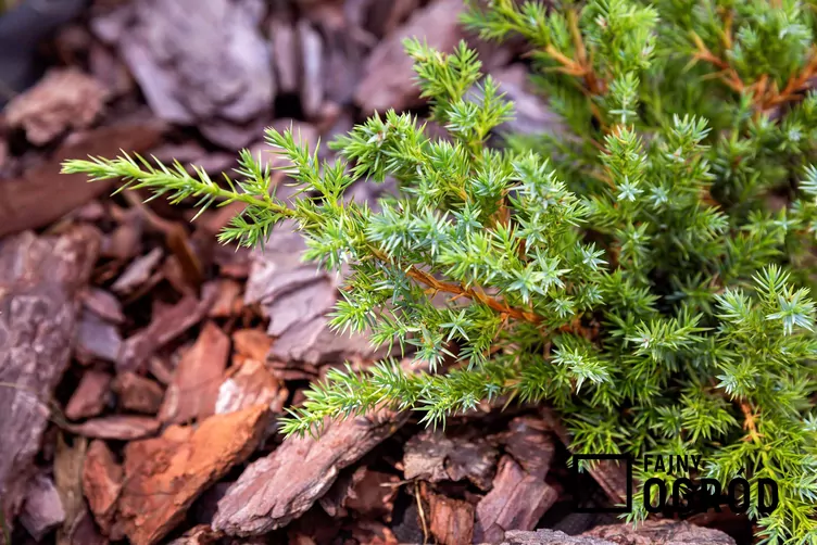 Jałowiec pospolity 'Green Carpet'