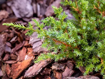 Jałowiec pospolity 'Green Carpet' - zdjęcie 4