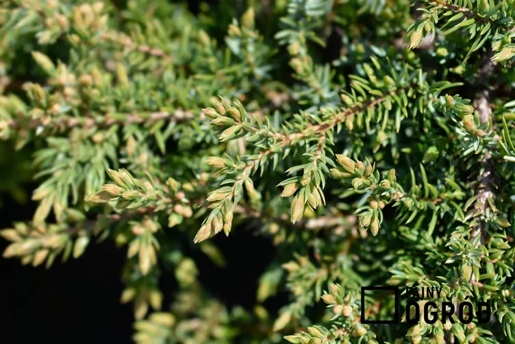 Jałowiec pospolity 'Green Carpet' - zdjęcie 5