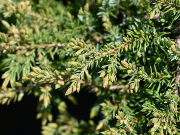 Jałowiec pospolity 'Green Carpet' - zdjęcie 5