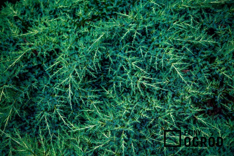 Jałowiec pospolity 'Green Carpet'