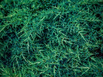 Ilustracja rośliny jałowiec pospolity 'green carpet'