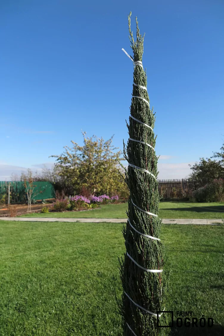 Jałowiec moonglow Jałowiec moonglow