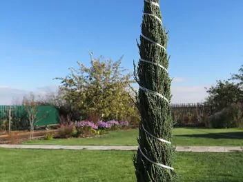 Jałowiec skalny 'Moonglow' - zdjęcie 2