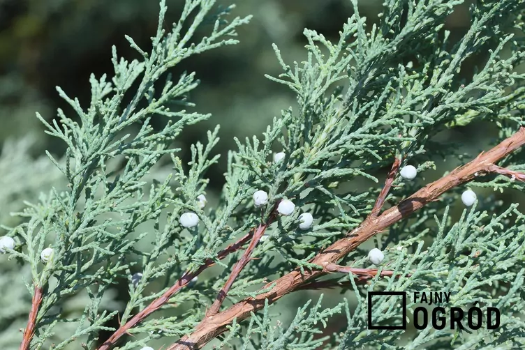 Jałowiec skalny 'Moonglow' Jałowiec skalny 'Moonglow'