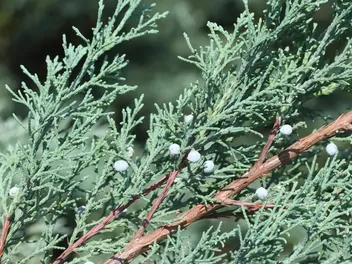 Jałowiec skalny 'Moonglow' - zdjęcie 3