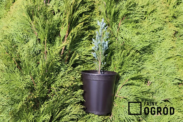 jalowiec-moonglow-1 Jałowiec skalny 'Moonglow'