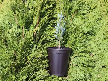 Ilustracja rośliny jałowiec skalny 'moonglow'