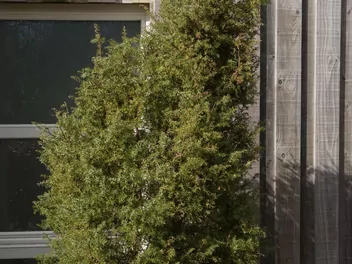 Jałowiec pospolity 'Hibernica' - zdjęcie 2