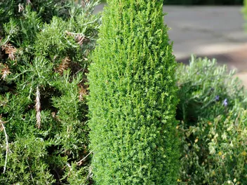 Jałowiec pospolity 'Hibernica' - zdjęcie 3