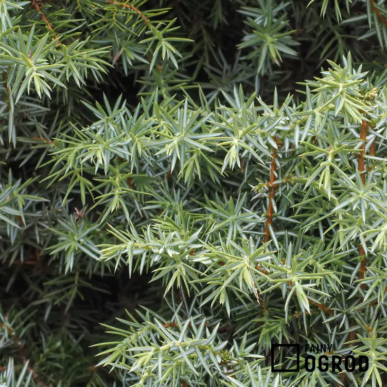 Jałowiec pospolity 'Hibernica'