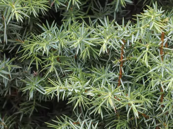 Ilustracja rośliny jałowiec pospolity 'hibernica'