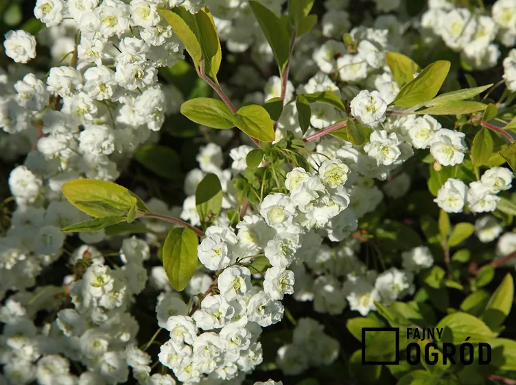 Tawuła śliwolistna