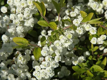 Ilustracja rośliny tawuła śliwolistna
