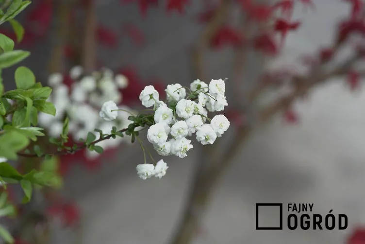 Tawuła śliwolistna