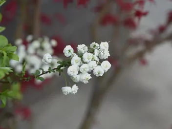 Tawuła śliwolistna - zdjęcie 2