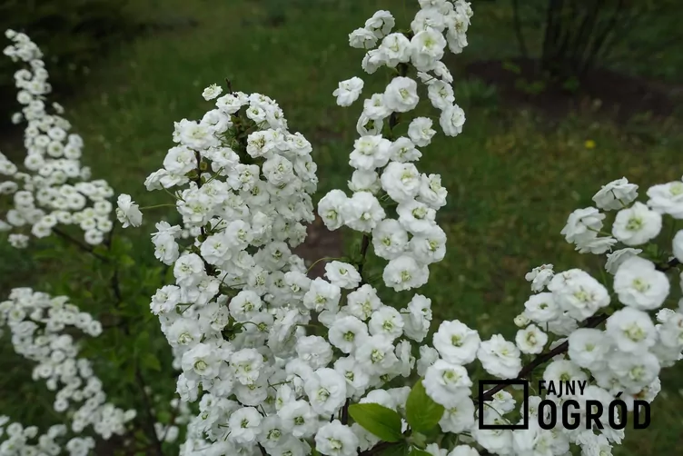 Tawuła śliwolistna