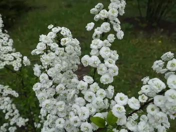 Tawuła śliwolistna - zdjęcie 3