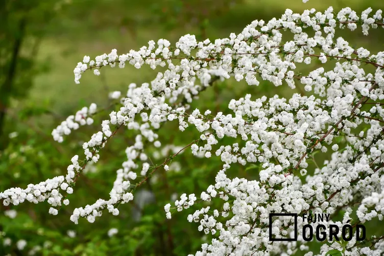 Tawuła śliwolistna