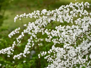 Tawuła śliwolistna - zdjęcie 4