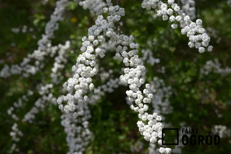 Tawuła śliwolistna - zdjęcie 5