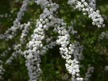 Tawuła śliwolistna - zdjęcie 5