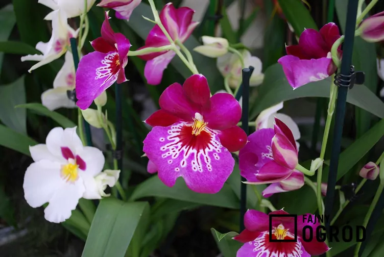 Miltonia (hybrydy)