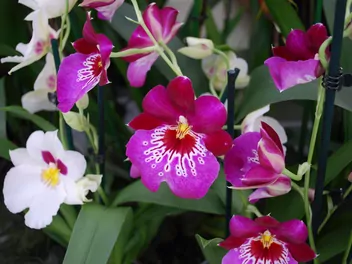 Zdjęcie ilustrujące miltonia (hybrydy)