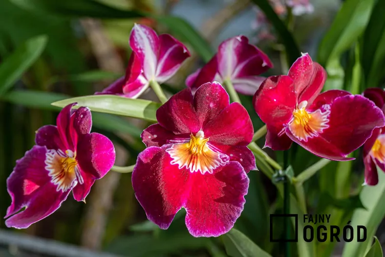 Storczyk bratkowy Storczyk bratkowy