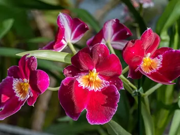 Miltonia (hybrydy) - zdjęcie 2