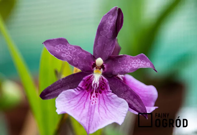 Miltonia (hybrydy) Miltonia (hybrydy)