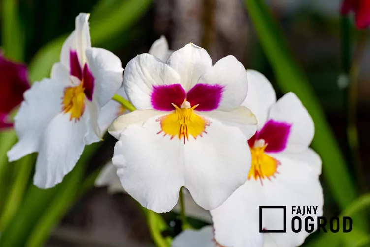 Miltonia (hybrydy) Miltonia (hybrydy)