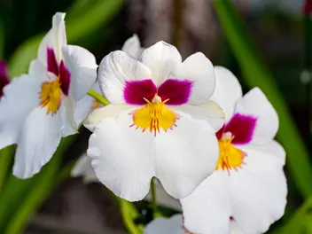 Miltonia (hybrydy) - zdjęcie 4