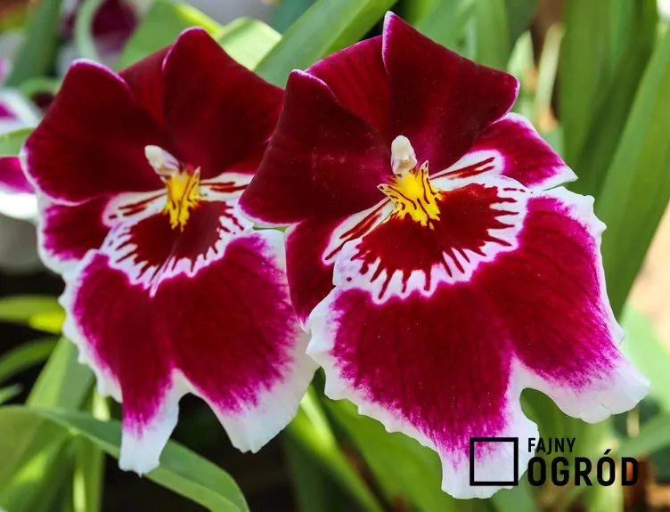 Miltonia (hybrydy) - zdjęcie 5 Miltonia (hybrydy) - zdjęcie 5