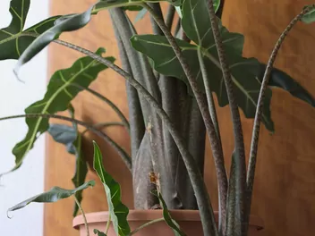 Alokazja sarian - zdjęcie 2