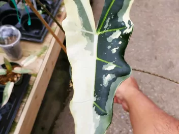 Alokazja sarian - zdjęcie 3