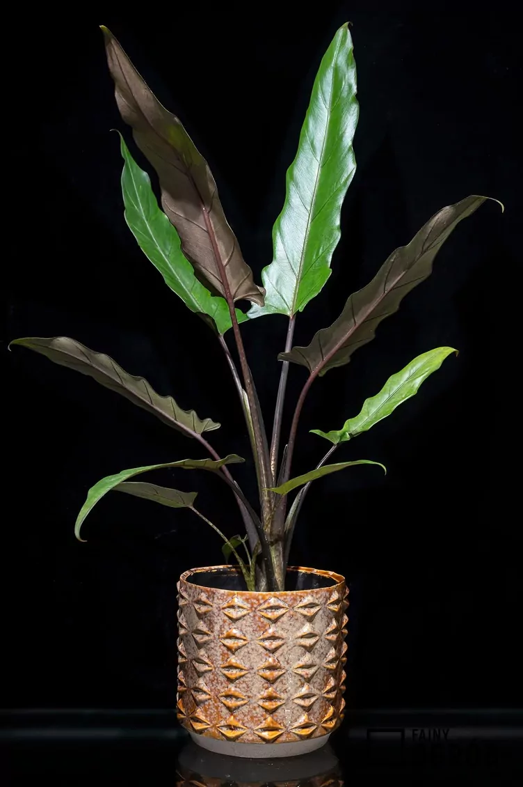 Alokazja Lauterbacha