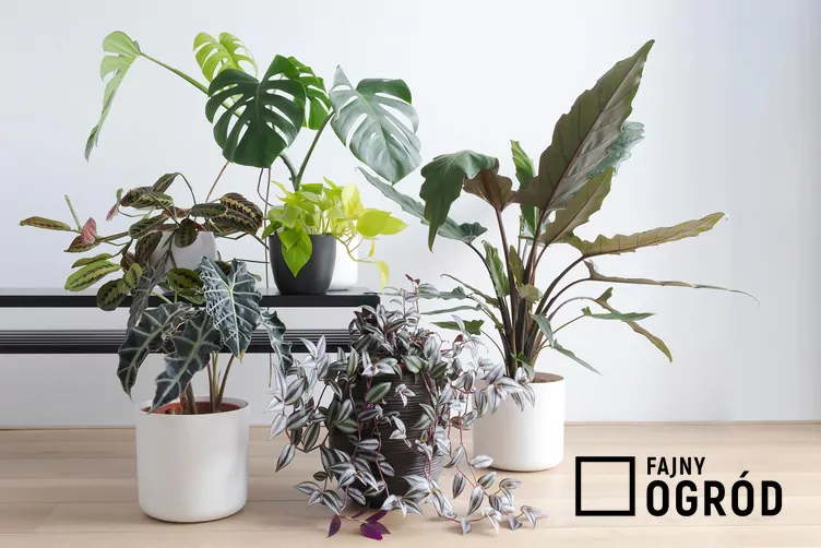 Alokazja Lauterbacha