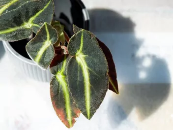 Begonia pasiasta - zdjęcie 2
