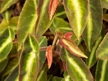 Begonia pasiasta - zdjęcie 3