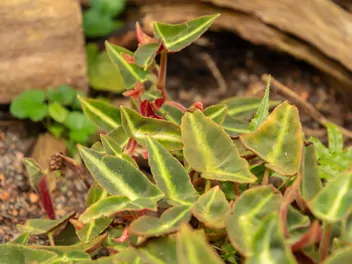 Begonia pasiasta - zdjęcie 4