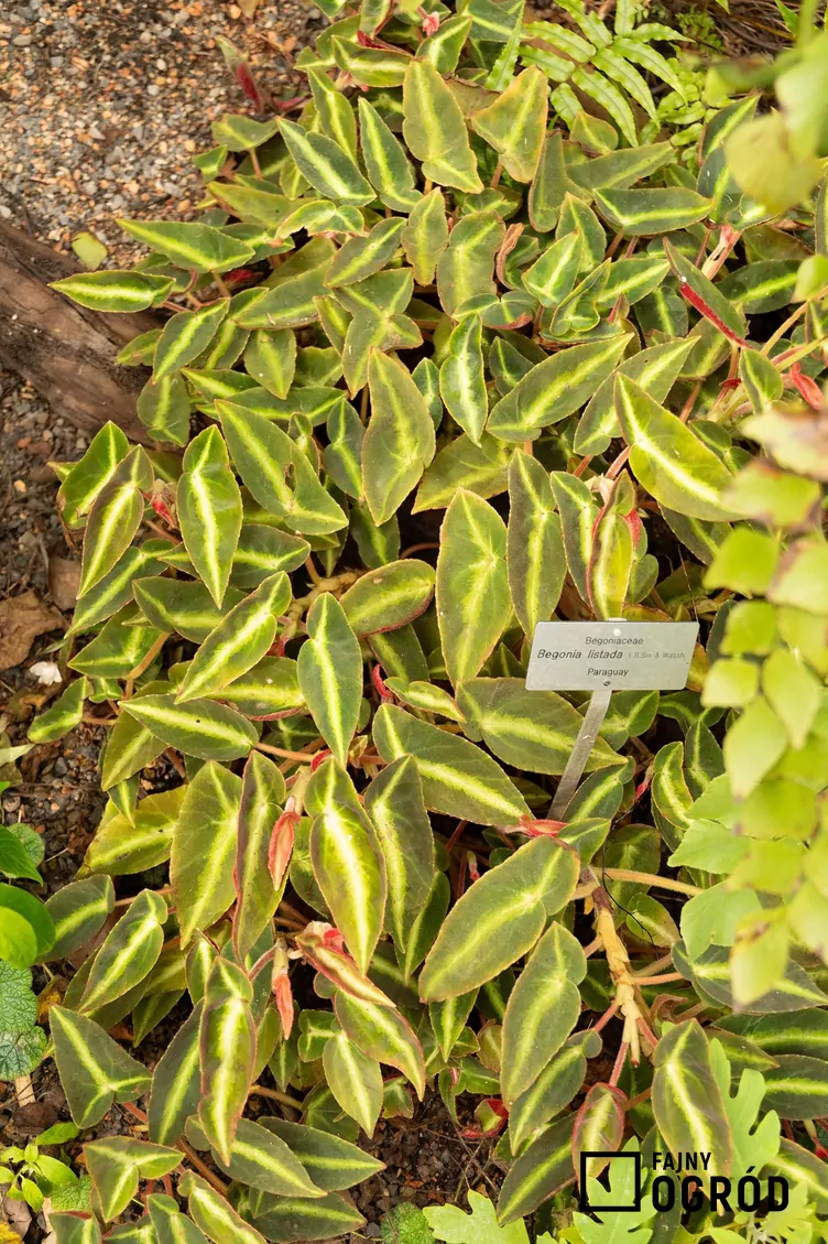 Begonia pasiasta - zdjęcie 5