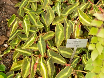 Begonia pasiasta - zdjęcie 5