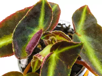 Ilustracja rośliny begonia pasiasta