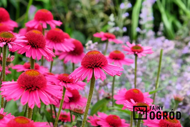 Jeżówka delicious candy