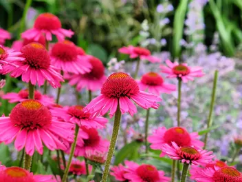 Jeżówka purpurowa 'Delicious Candy' - zdjęcie 2