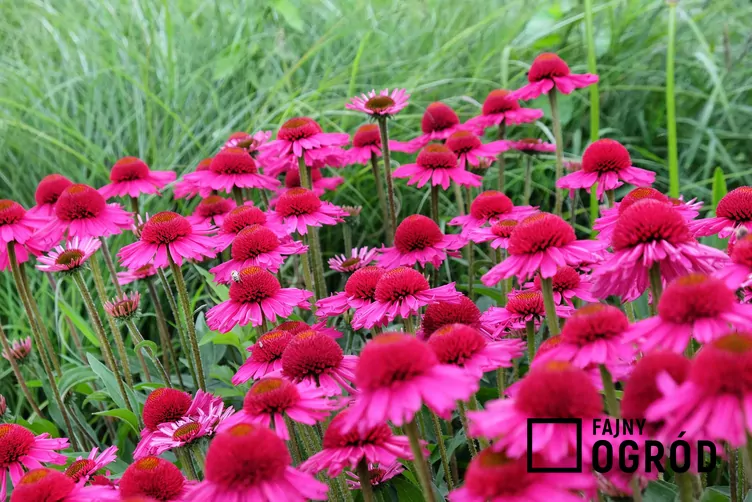 Jeżówka purpurowa 'Delicious Candy'