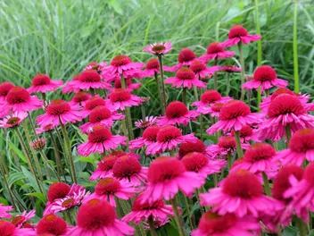 Jeżówka purpurowa 'Delicious Candy' - zdjęcie 3